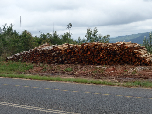 Timber Queue.